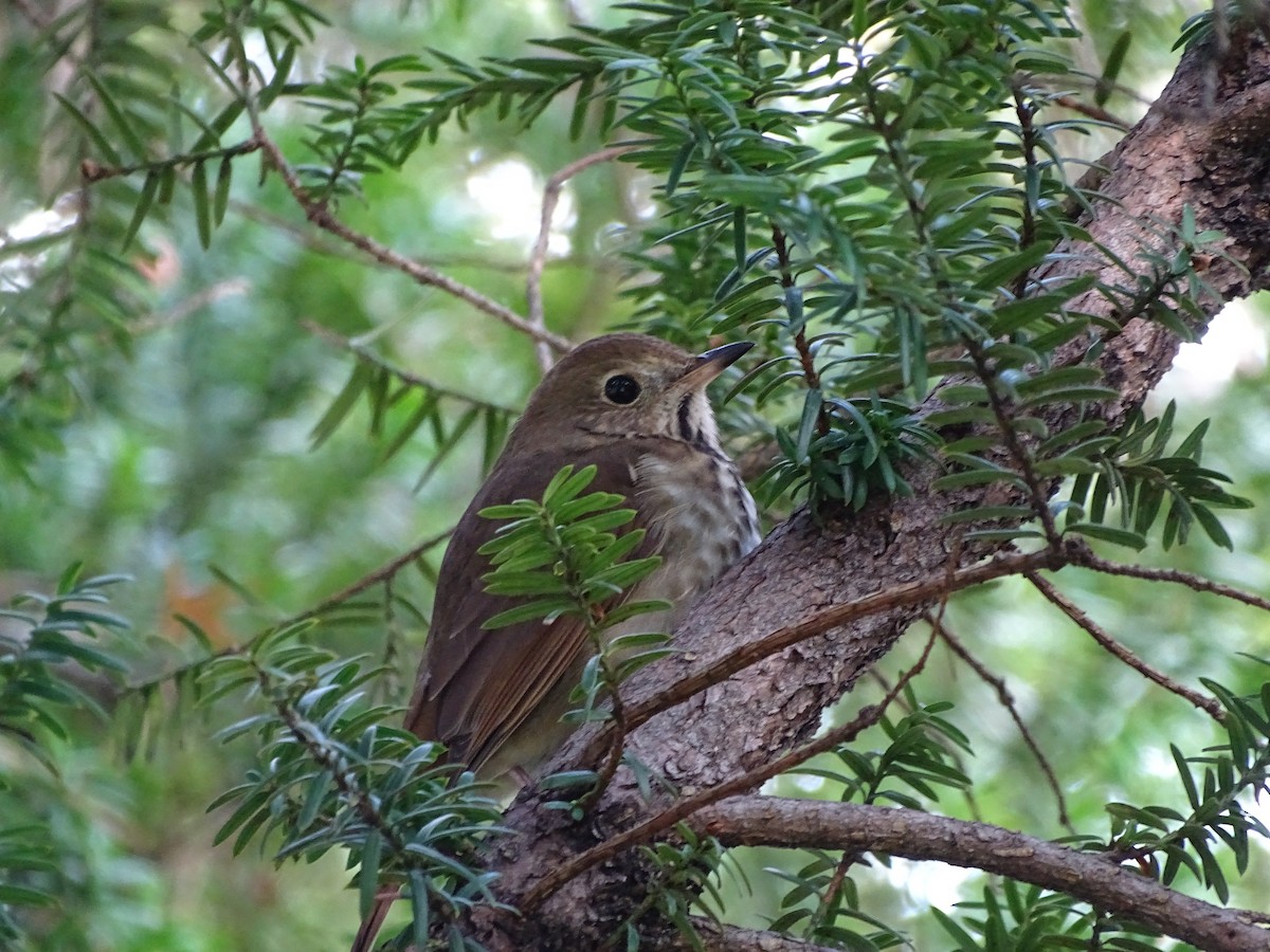 Hermit Thrush - ML383998411