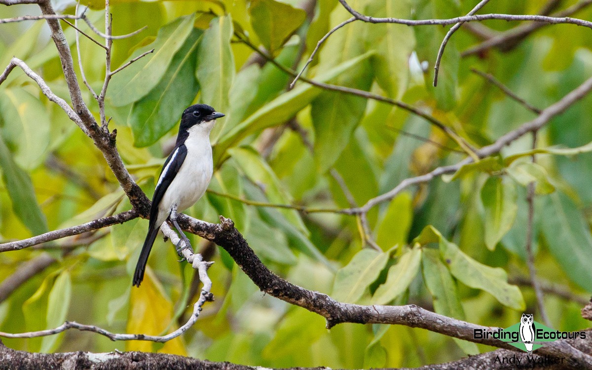 Timor Bushchat - Andy Walker - Birding Ecotours