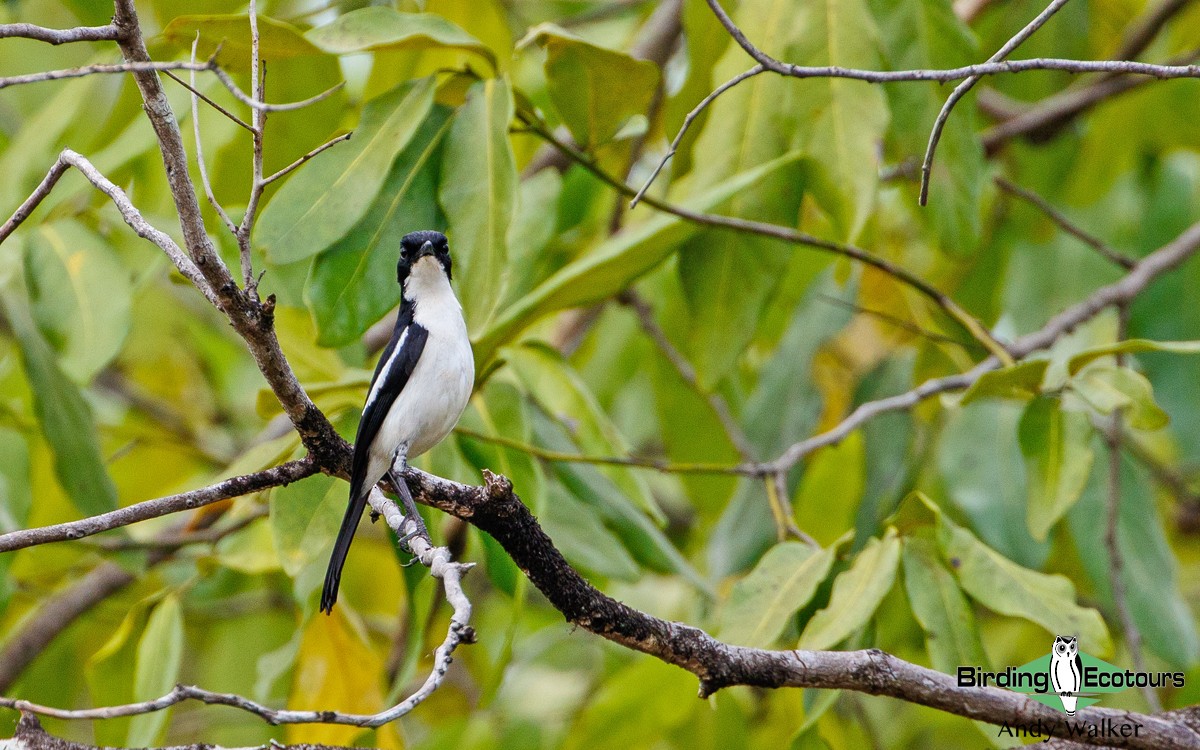 Timor Bushchat - Andy Walker - Birding Ecotours