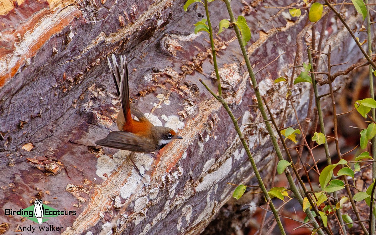 Supertramp Fantail - Andy Walker - Birding Ecotours