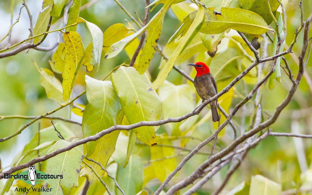 Rote Myzomela - Andy Walker - Birding Ecotours