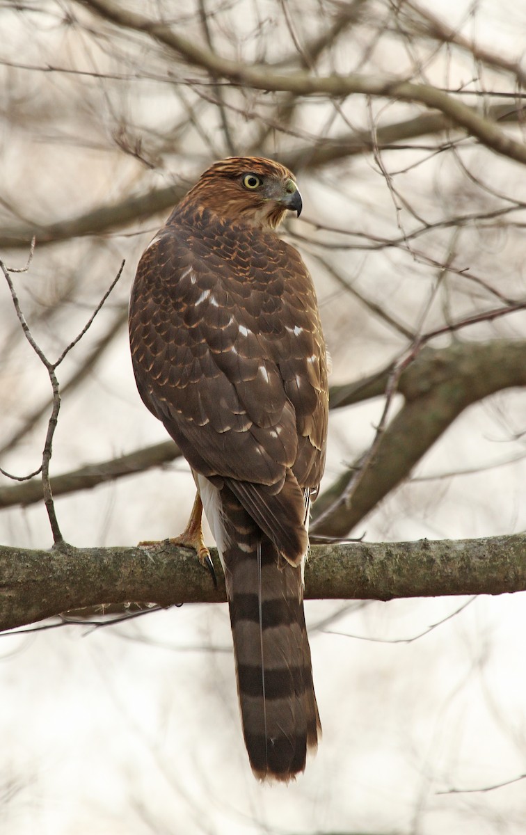 Cooper's Hawk - ML38399871