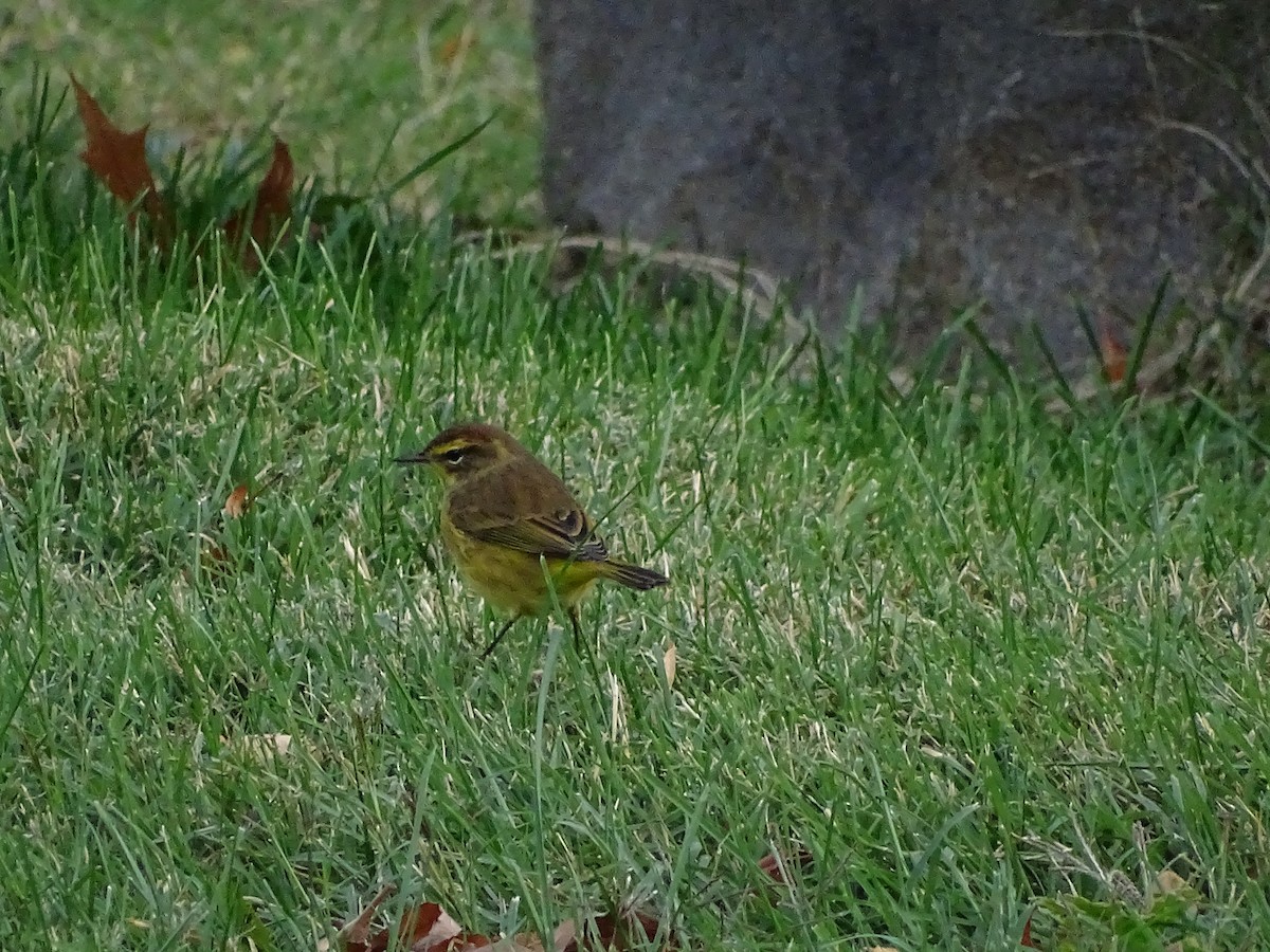 Palm Warbler - ML383998911