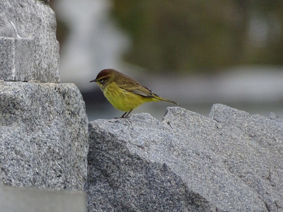 Palm Warbler - ML383998921