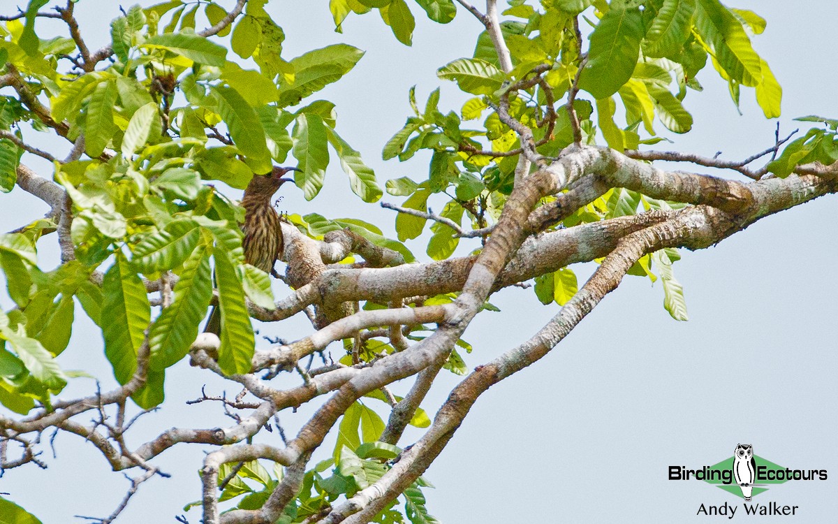 Green Figbird - Andy Walker - Birding Ecotours