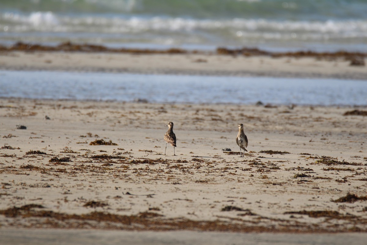 Pacific Golden-Plover - ML383999741