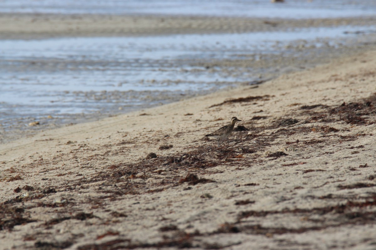 Pacific Golden-Plover - ML383999771