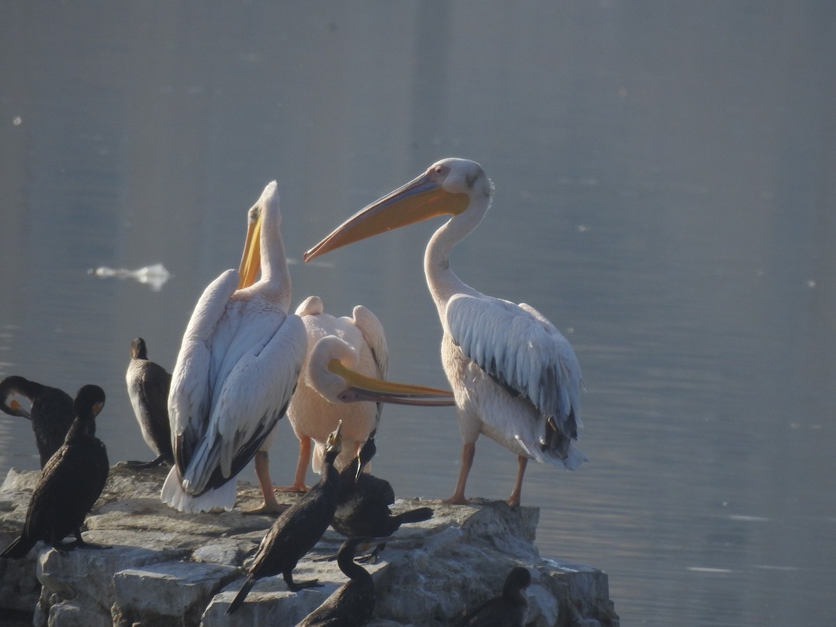 Great White Pelican - Ranjeet Singh