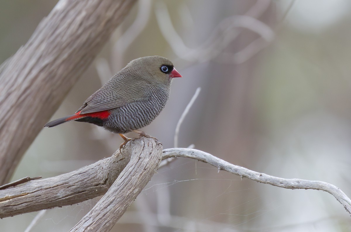 Beautiful Firetail - ML384001111