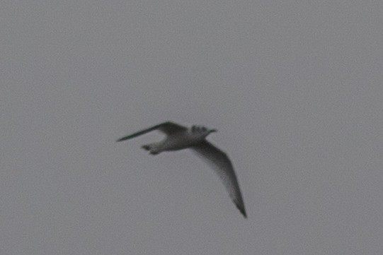 Black-legged Kittiwake - Kelly Miller