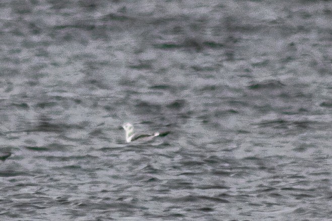 Black-legged Kittiwake - ML384003251