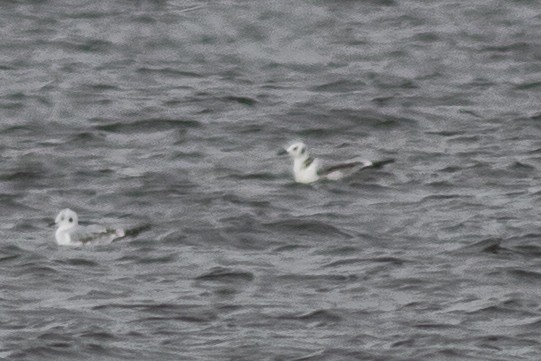 Black-legged Kittiwake - ML384003261