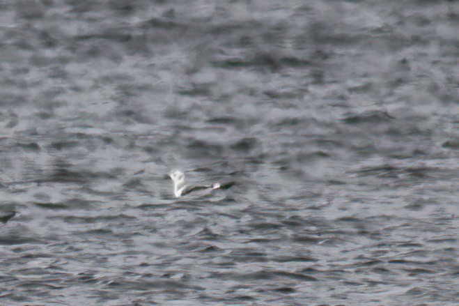 Black-legged Kittiwake - Kelly Miller