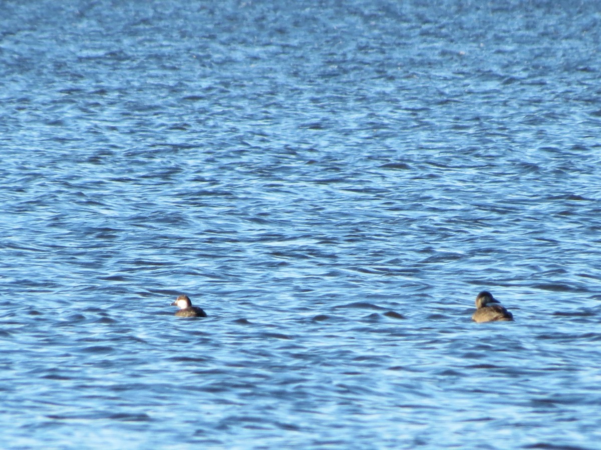 Black Scoter - ML384003281