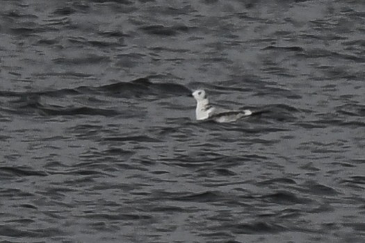 Black-legged Kittiwake - ML384005561