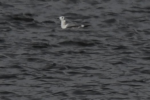 Black-legged Kittiwake - ML384005571