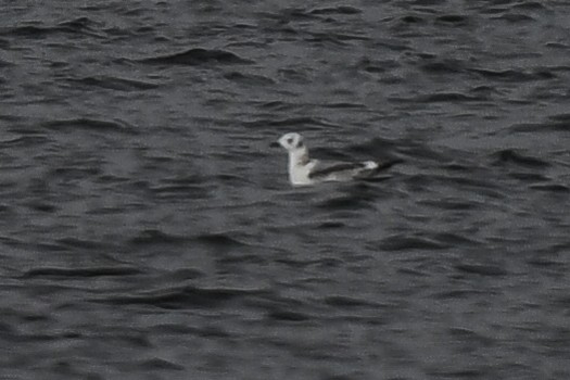 Black-legged Kittiwake - ML384005581