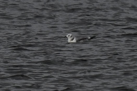 Black-legged Kittiwake - ML384005591