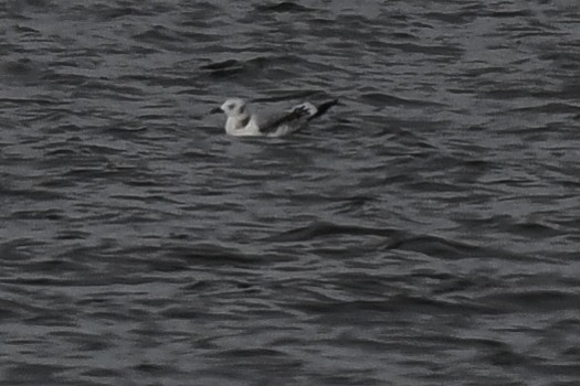 Black-legged Kittiwake - ML384005601