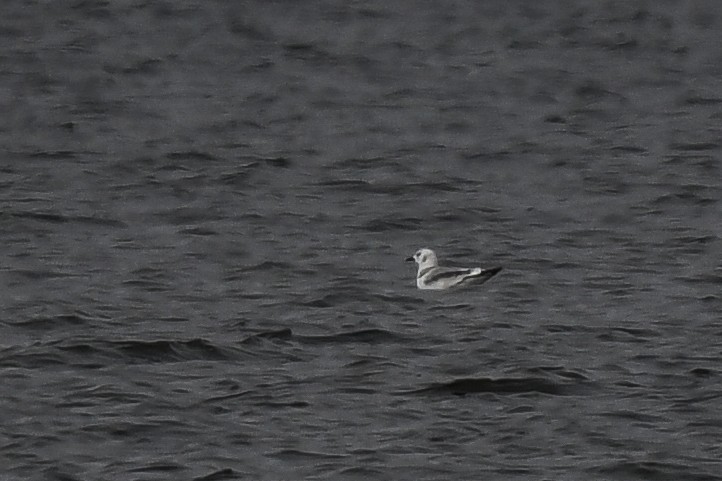 Black-legged Kittiwake - Bruce Miller