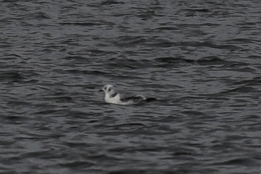 Black-legged Kittiwake - Bruce Miller