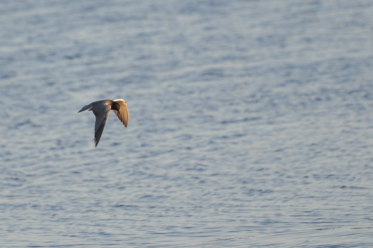 Black Tern - ML384005751