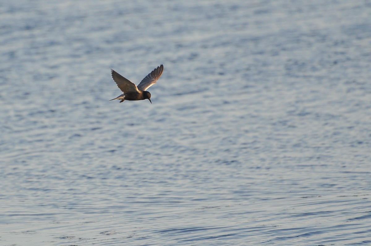 Black Tern - ML384005761