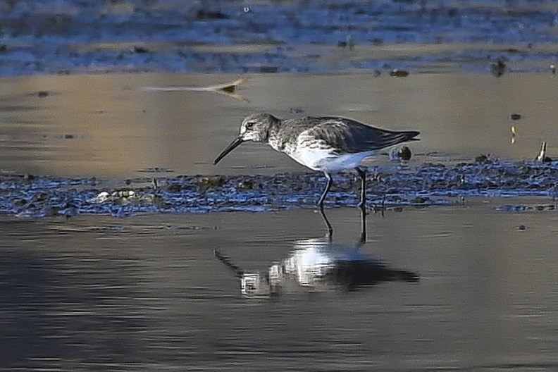 黑腹濱鷸 - ML384005771