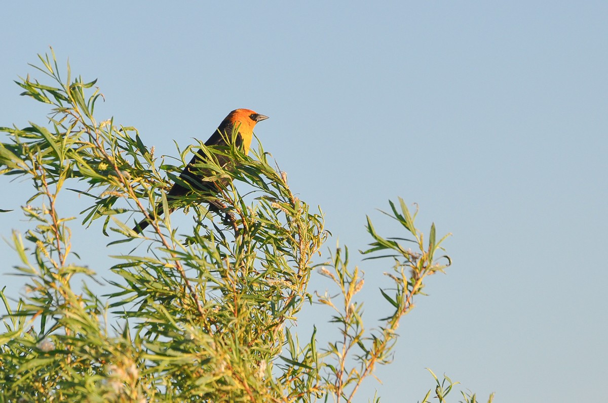 Yellow-headed Blackbird - ML384008361