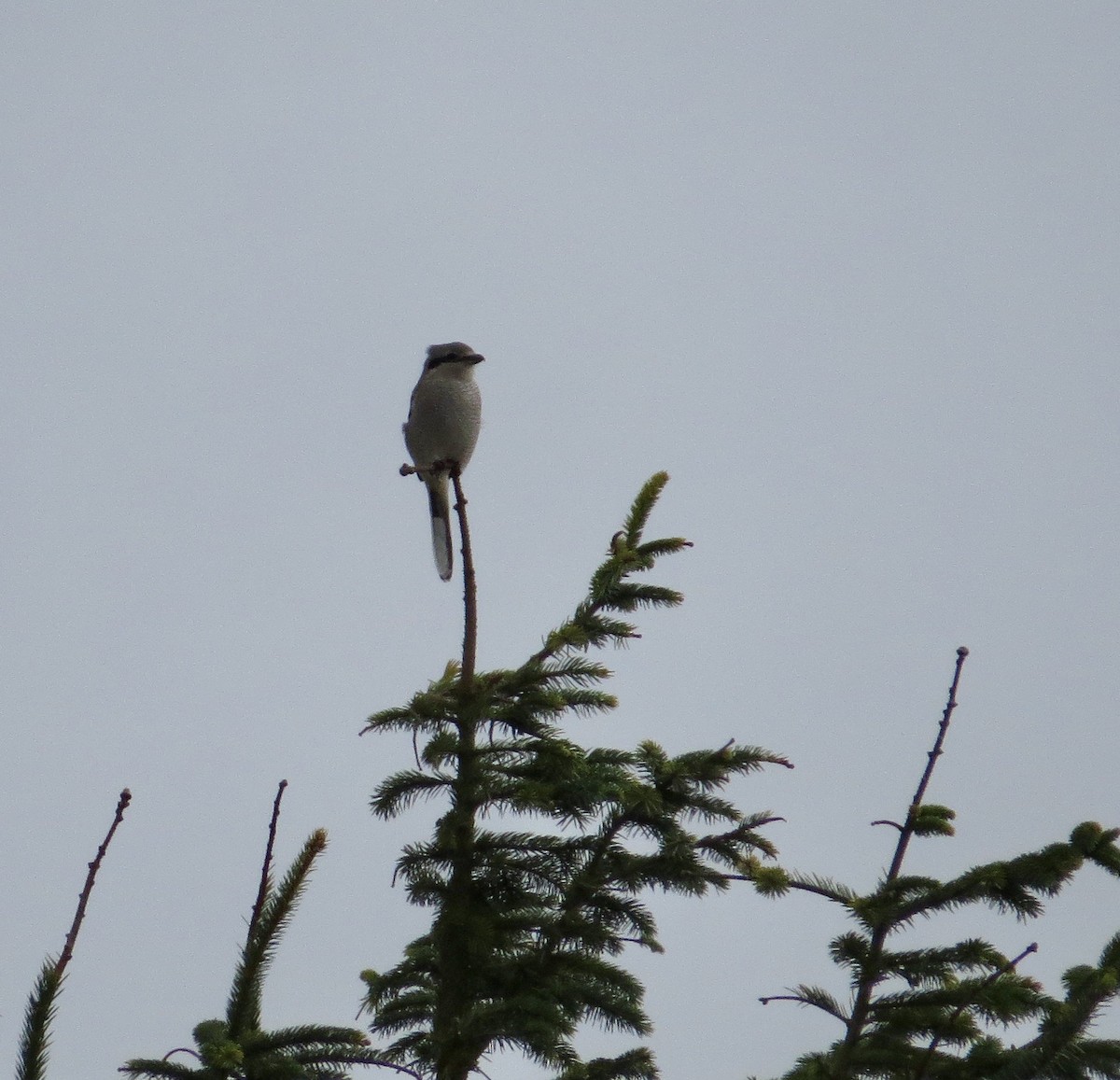 Northern Shrike - Vickie Buck