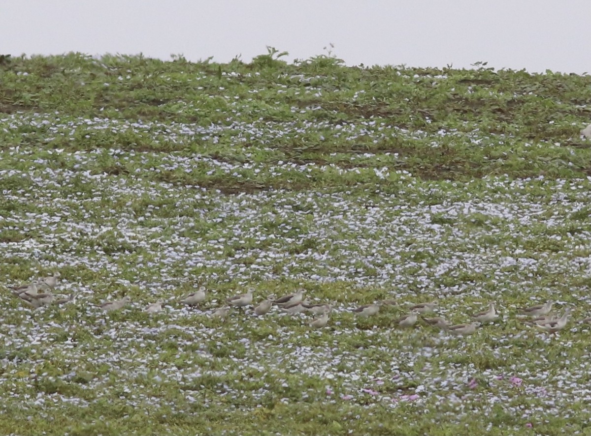 Phalarope de Wilson - ML384010141