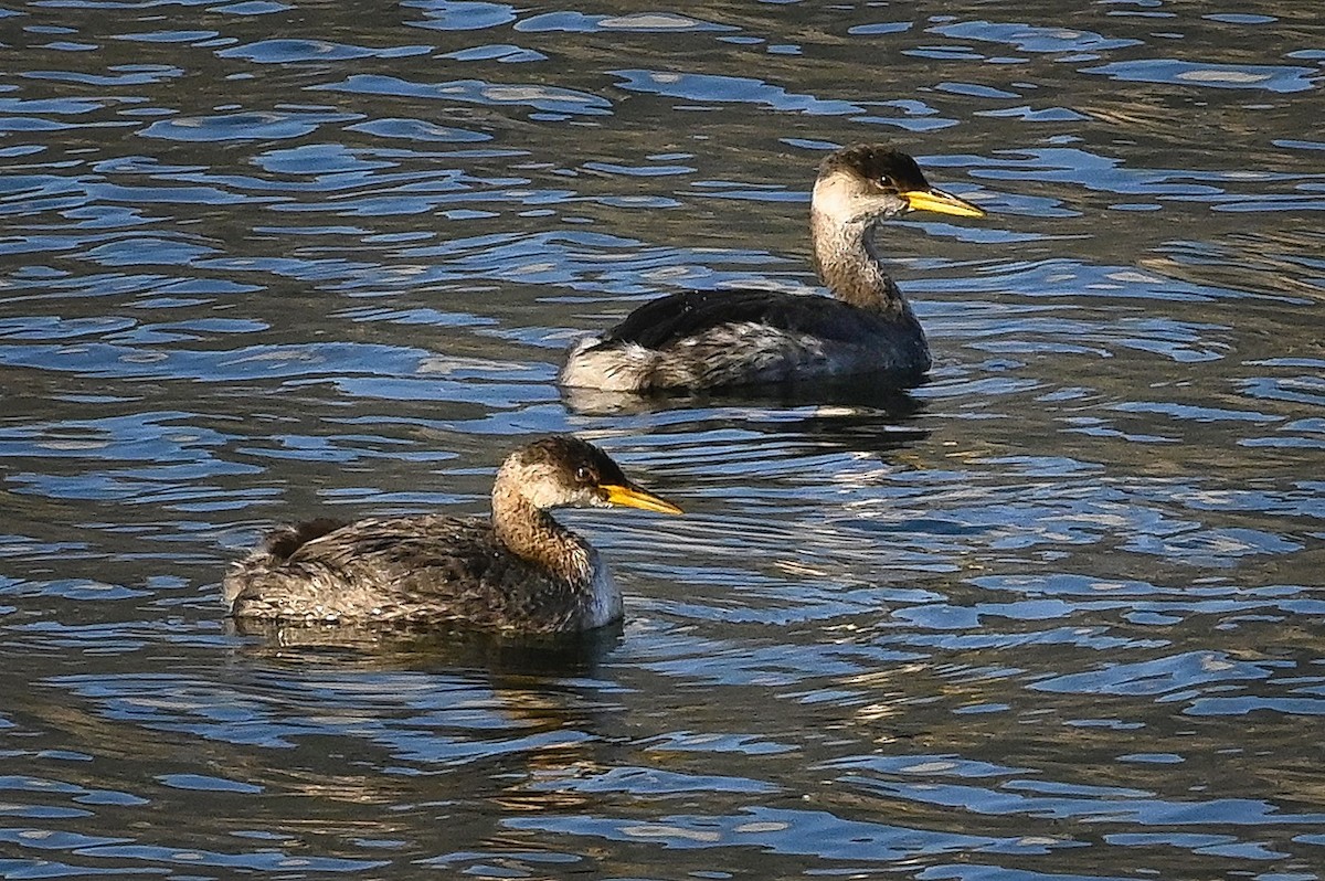 Red-necked Grebe - ML384010391
