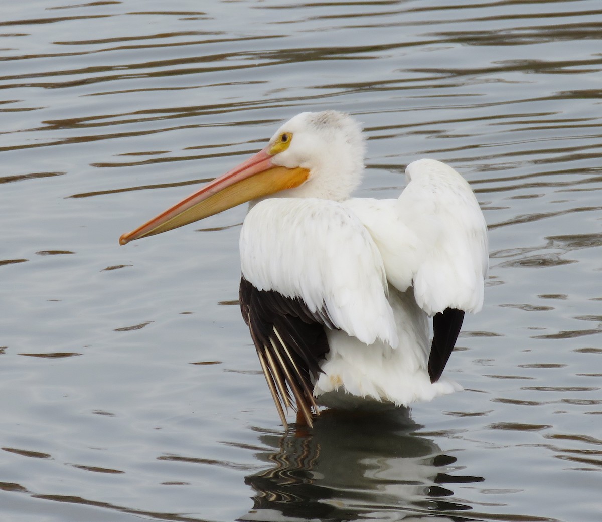 pelikán severoamerický - ML38401121