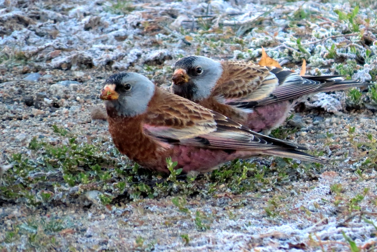Gray-crowned Rosy-Finch - ML384011701