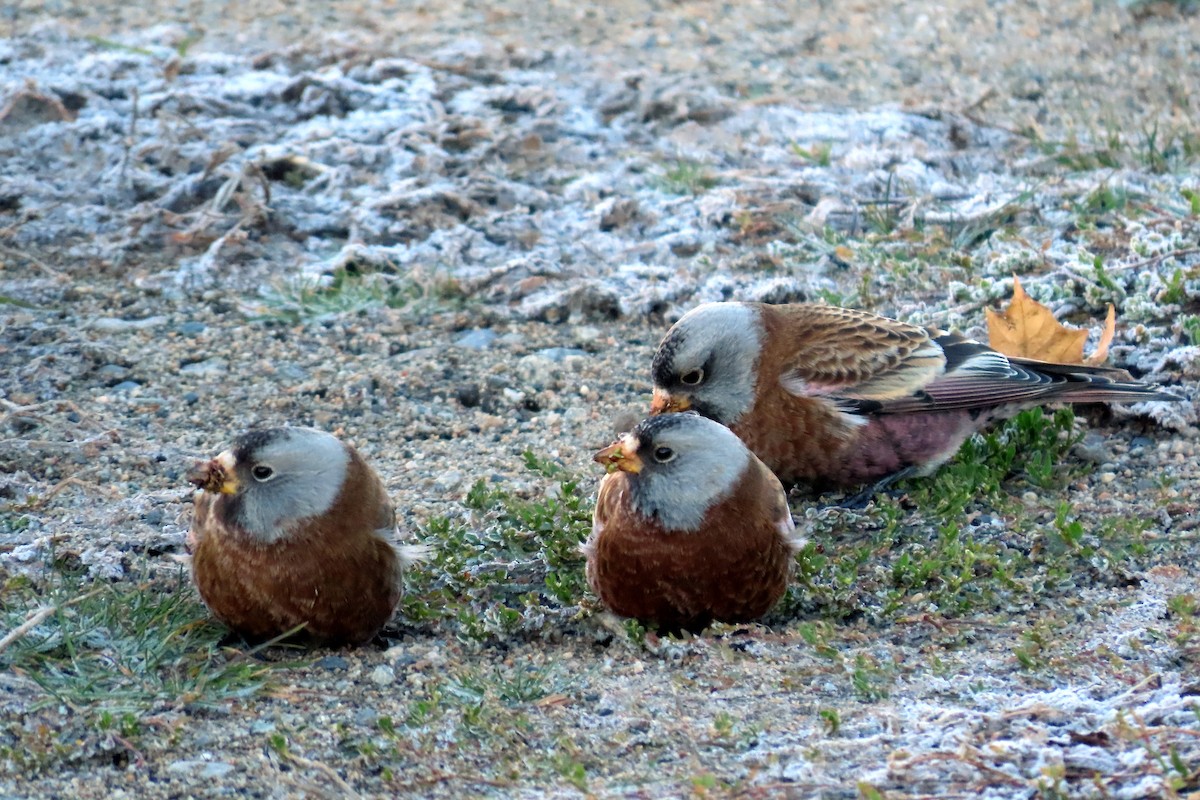 Gray-crowned Rosy-Finch - ML384011801