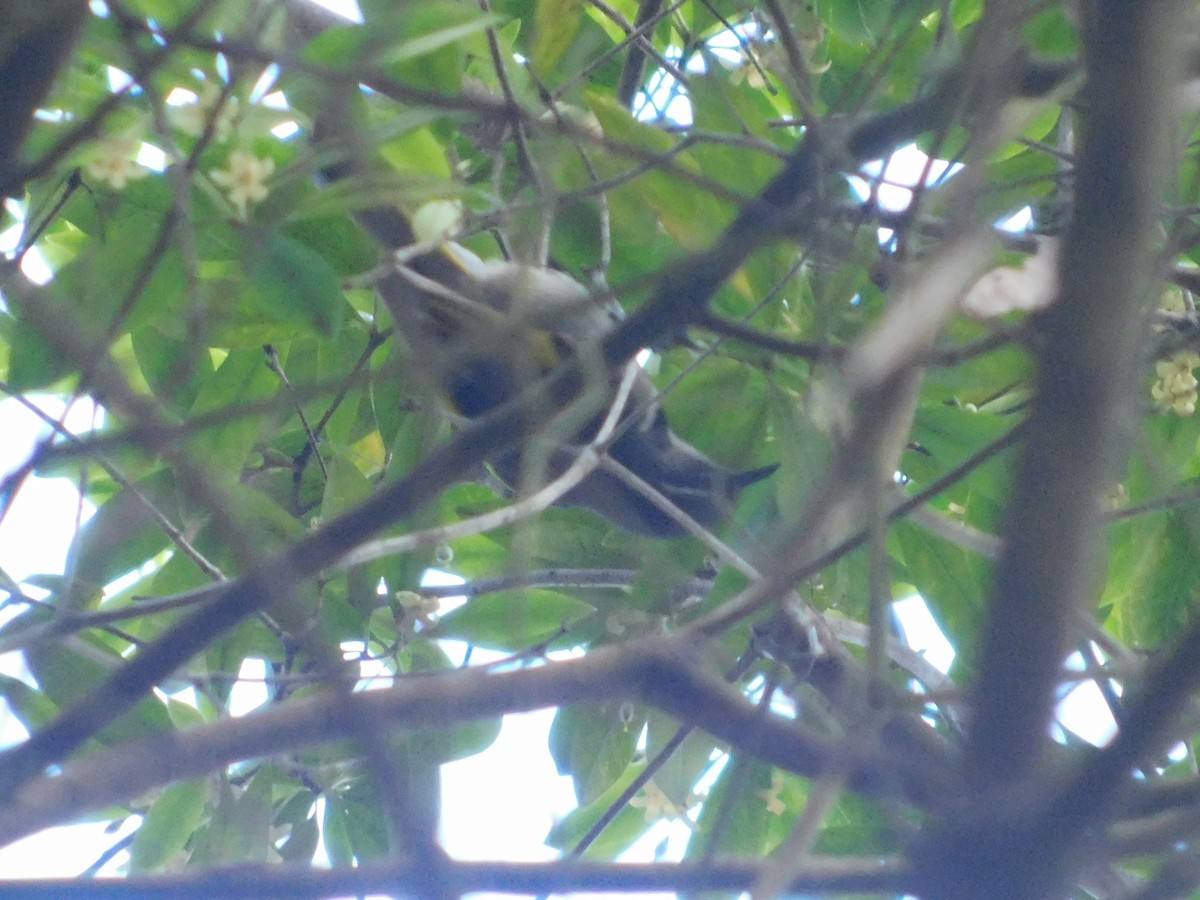 Crescent Honeyeater - ML384012421