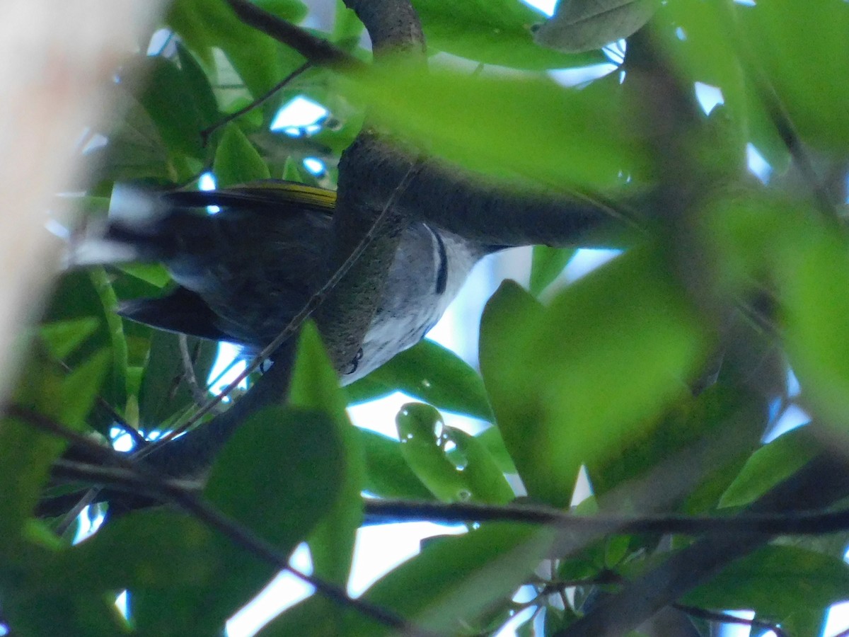 Crescent Honeyeater - ML384012431