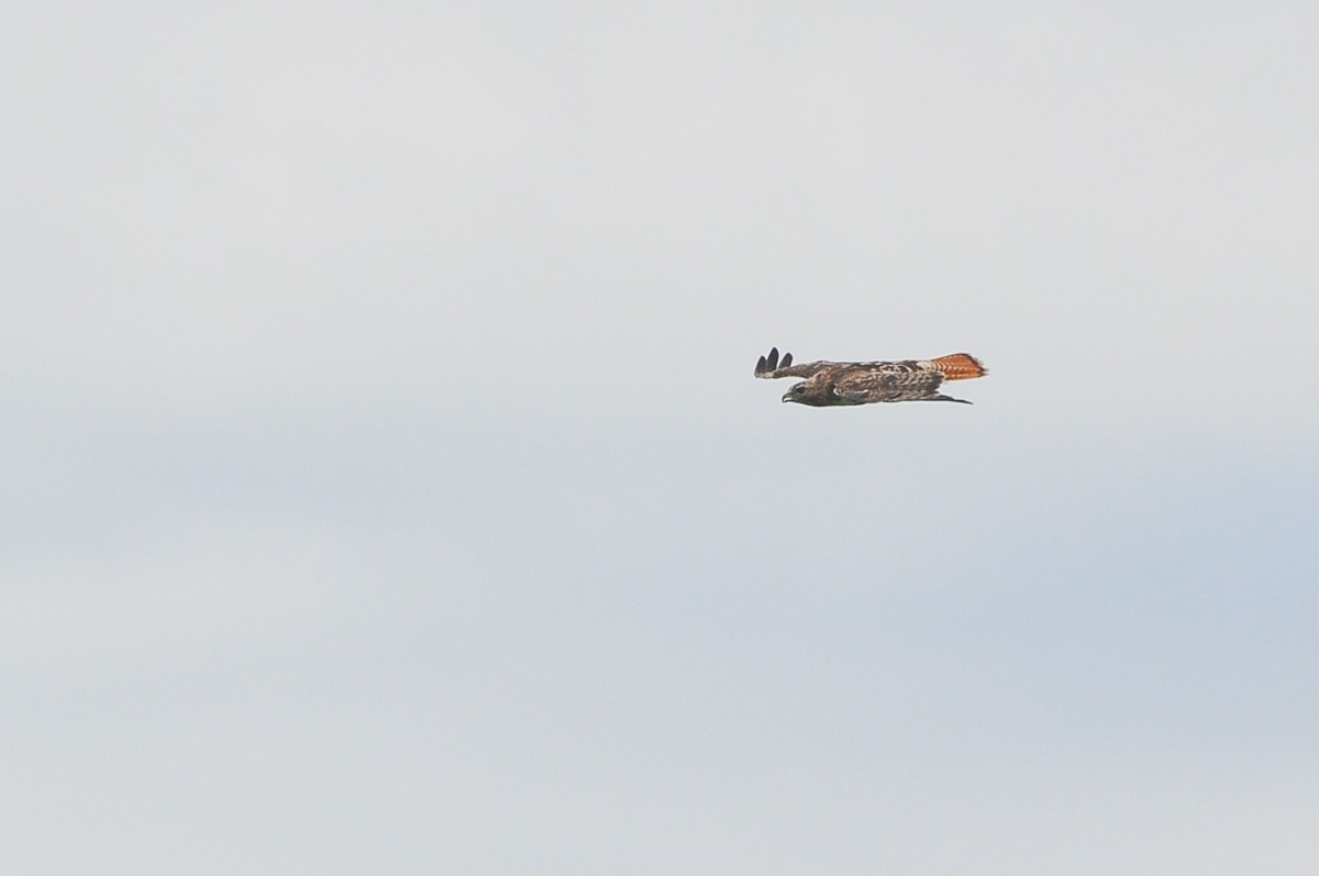 Red-tailed Hawk - ML384013081