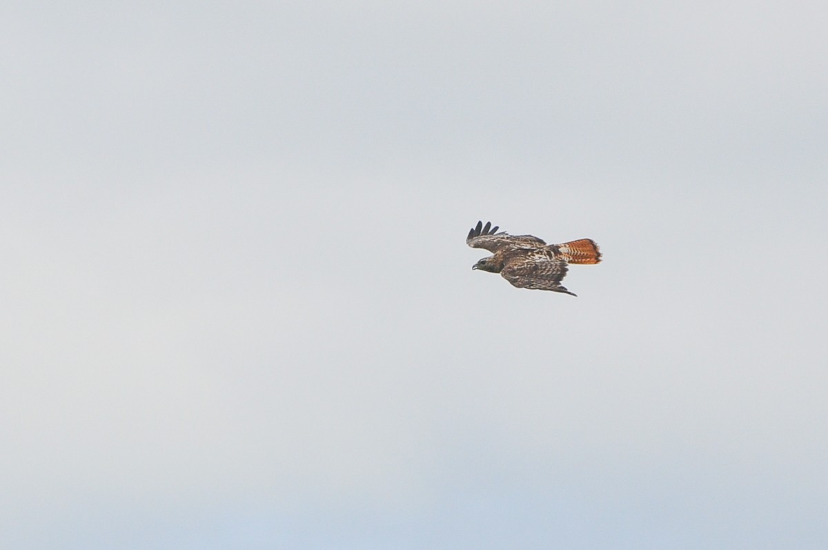 Red-tailed Hawk - ML384013091