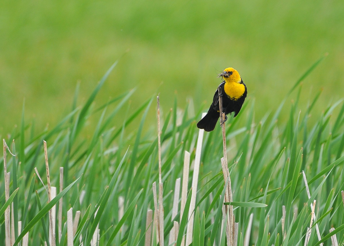 Yellow-headed Blackbird - ML384013111