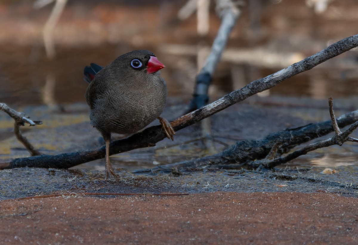 Beautiful Firetail - ML384013401