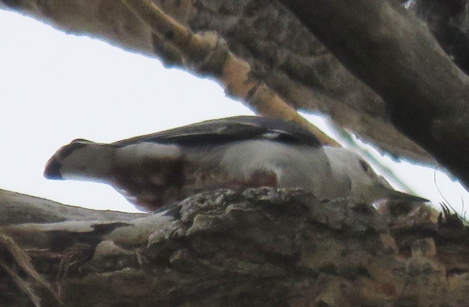 White-breasted Nuthatch - ML38401341