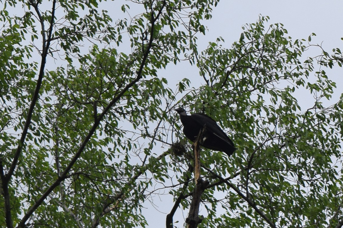 Black Vulture - ML384014101