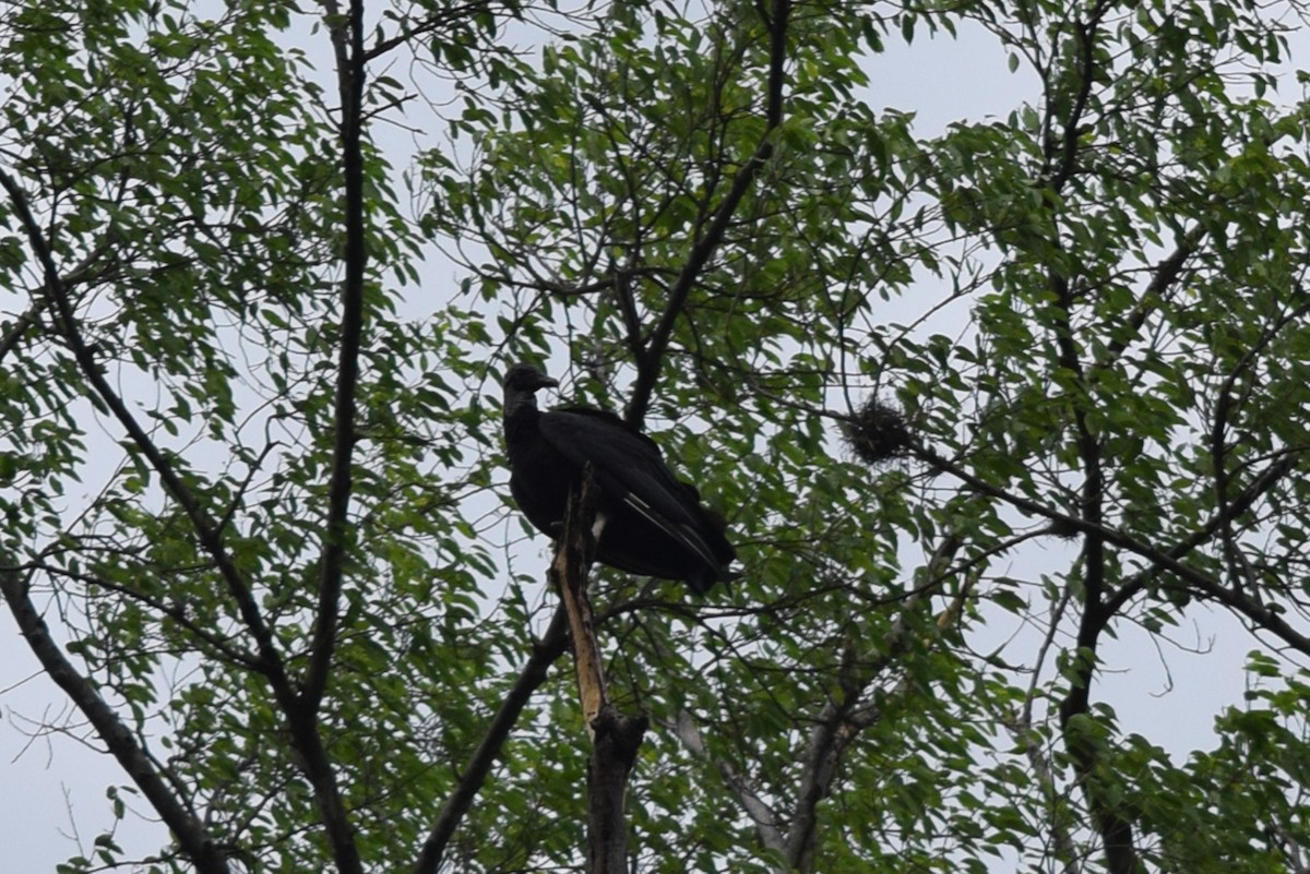 Black Vulture - ML384014111