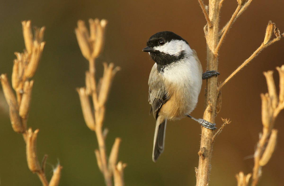 Black-capped Chickadee - ML38401531