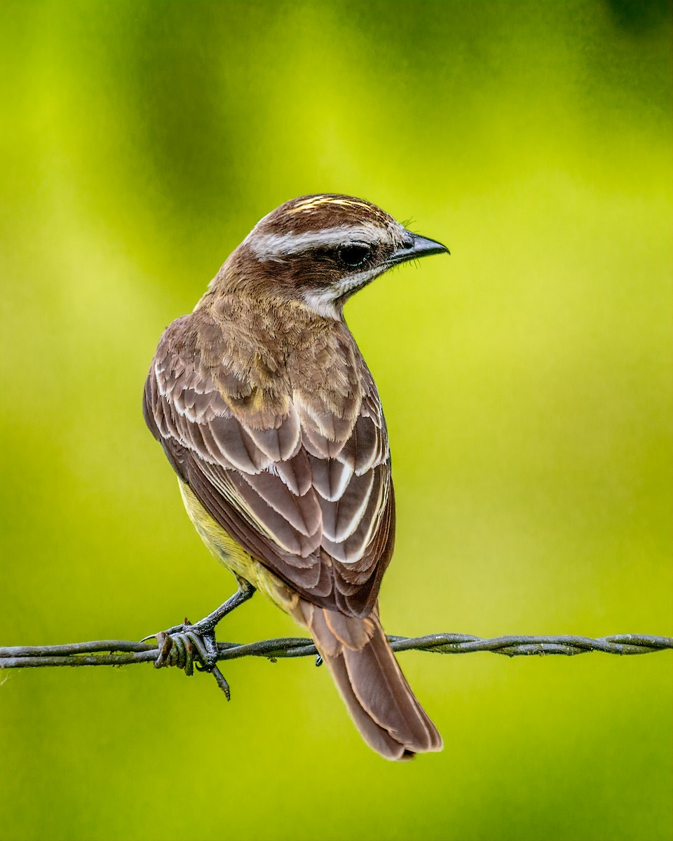 Piratic Flycatcher - ML384016101