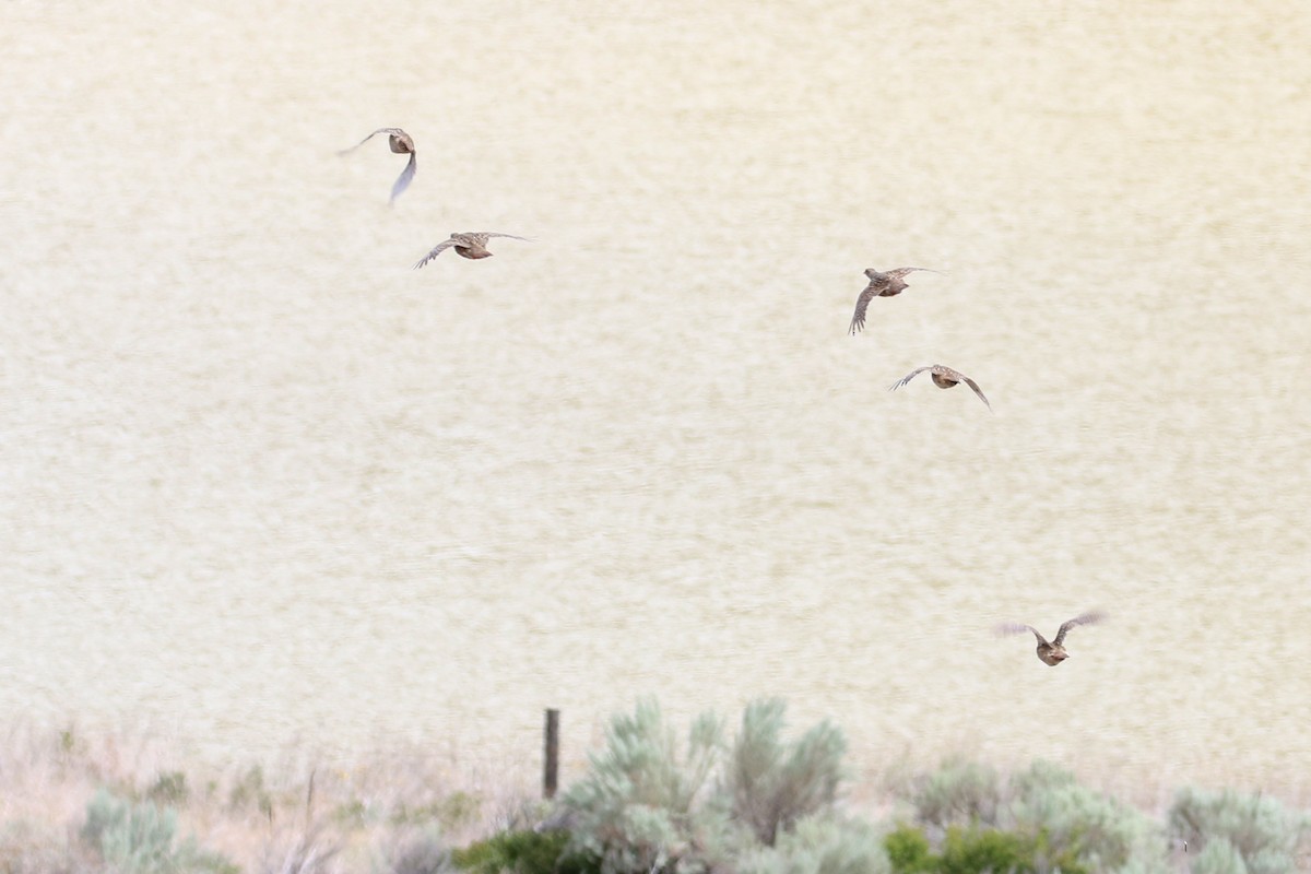 Gray Partridge - ML384016261