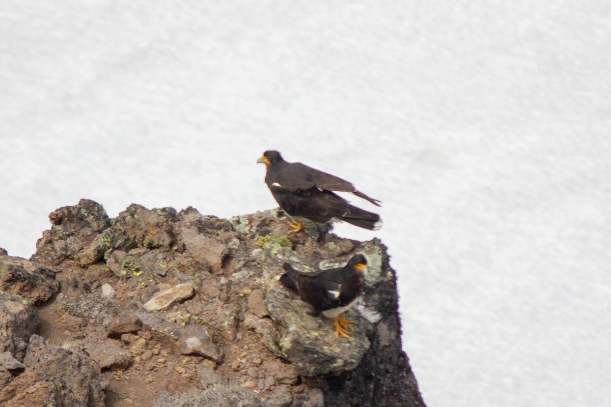 Mountain Caracara - Rodrigo Baeza