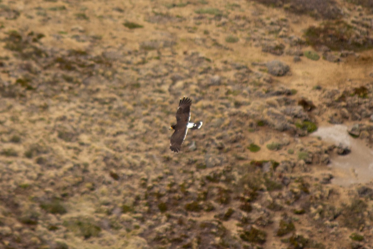 Caracara montagnard - ML384016491