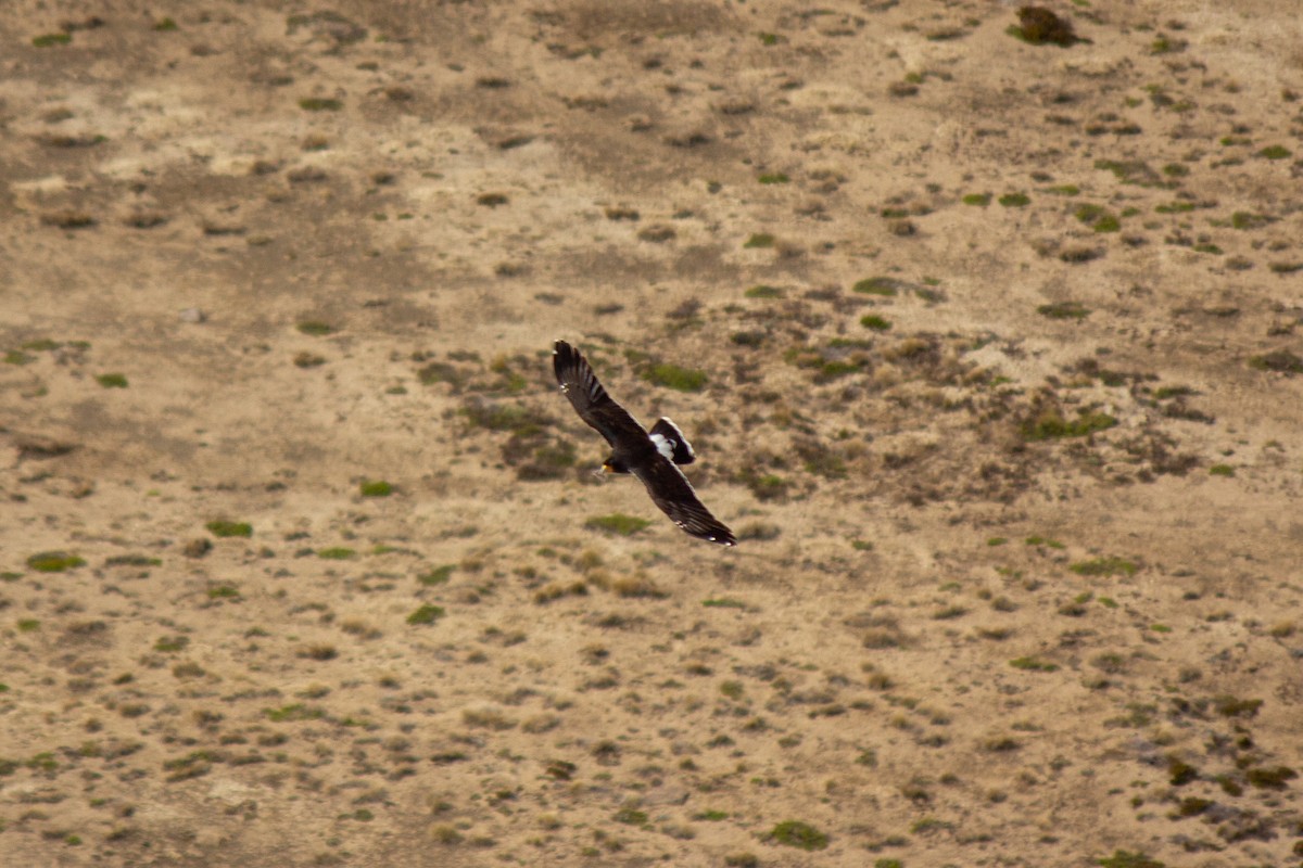 Caracara montagnard - ML384016501